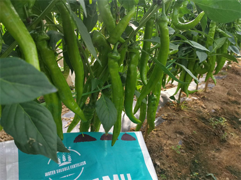 辣椒施肥,顆粒水溶肥,翠姆 辣椒施肥,顆粒水溶肥,翠姆