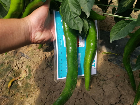 辣椒施肥,顆粒水溶肥,翠姆 辣椒施肥,顆粒水溶肥,翠姆