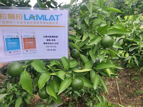 柑橘種植,水溶肥,翠姆 柑橘種植,水溶肥,翠姆