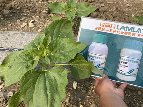 葵花施肥,安碧解,拉姆拉 葵花施肥,安碧解,拉姆拉