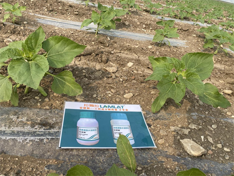 葵花施肥,安碧解,拉姆拉 葵花施肥,安碧解,拉姆拉