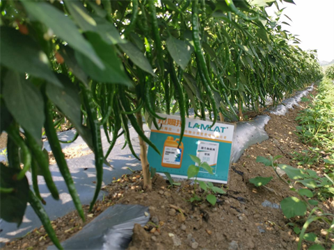 辣椒種植,水溶肥,拉姆拉 辣椒種植,水溶肥,拉姆拉