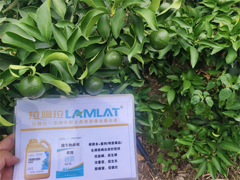 柑橘種植,水溶肥,翠姆 柑橘種植,水溶肥,翠姆