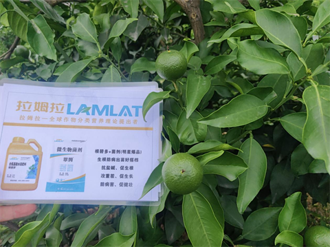柑橘種植,水溶肥,翠姆 柑橘種植,水溶肥,翠姆