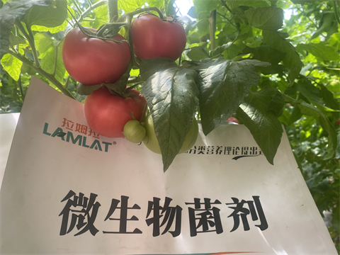 西紅柿種植,進(jìn)口水溶肥,翠姆 西紅柿種植,進(jìn)口水溶肥,翠姆