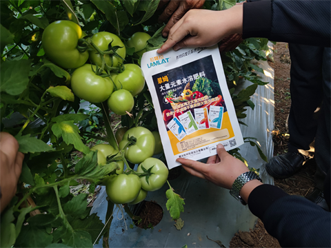 西紅柿種植,進(jìn)口水溶肥,翠姆 西紅柿種植,進(jìn)口水溶肥,翠姆