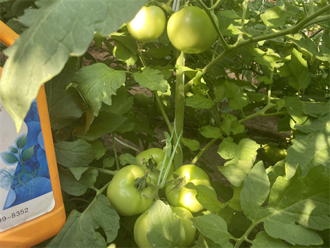 西紅柿種植,進(jìn)口水溶肥,翠姆 西紅柿種植,進(jìn)口水溶肥,翠姆