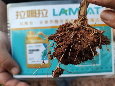 草莓移栽,翠姆水溶肥,進(jìn)口水溶肥 草莓移栽,翠姆水溶肥,進(jìn)口水溶肥