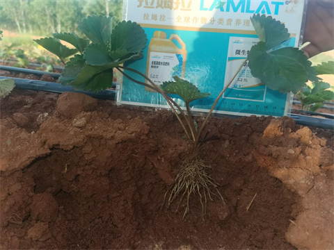 草莓移栽,翠姆水溶肥,進(jìn)口水溶肥 草莓移栽,翠姆水溶肥,進(jìn)口水溶肥