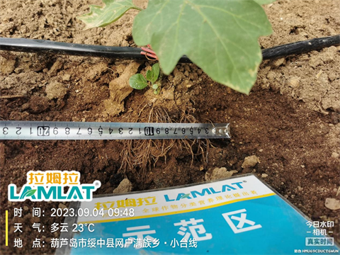 茄子種植,水溶肥,伯示麥 茄子種植,水溶肥,伯示麥