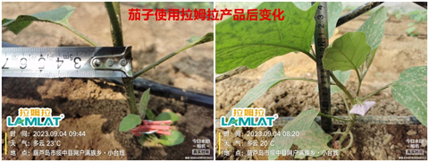 茄子種植,水溶肥,伯示麥 茄子種植,水溶肥,伯示麥