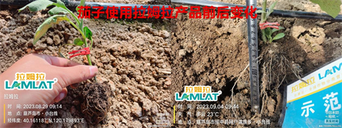 茄子種植,水溶肥,伯示麥 茄子種植,水溶肥,伯示麥