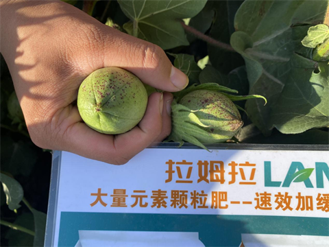 棉花施肥,水溶肥,拉姆拉 棉花施肥,水溶肥,拉姆拉