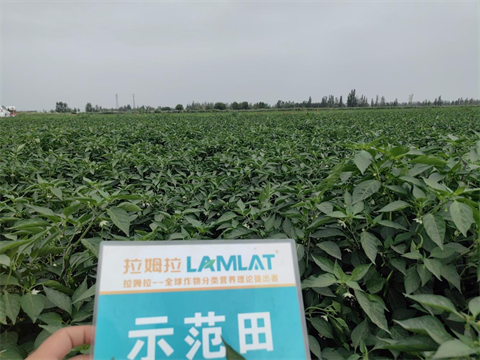 辣椒種植,水溶肥,拉姆拉 辣椒種植,水溶肥,拉姆拉