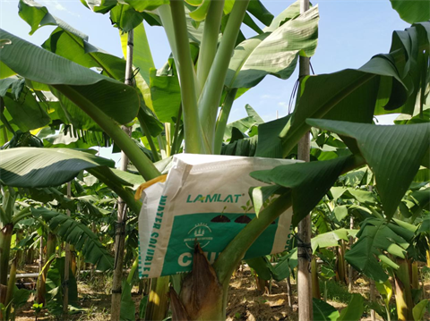 香蕉種植,進(jìn)口水溶肥,翠姆 香蕉種植,進(jìn)口水溶肥,翠姆