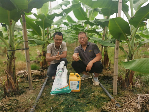 香蕉種植,進(jìn)口水溶肥,翠姆 香蕉種植,進(jìn)口水溶肥,翠姆