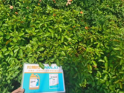 玫瑰施肥,進(jìn)口水溶肥,翠姆 玫瑰施肥,進(jìn)口水溶肥,翠姆