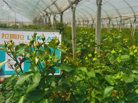 玫瑰施肥,進(jìn)口水溶肥,翠姆 玫瑰施肥,進(jìn)口水溶肥,翠姆