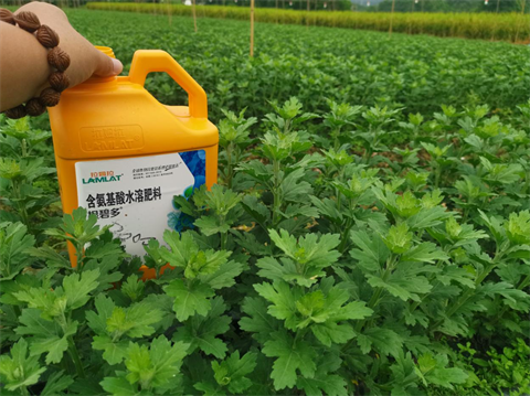 菊花種植,水溶肥廠家，翠姆