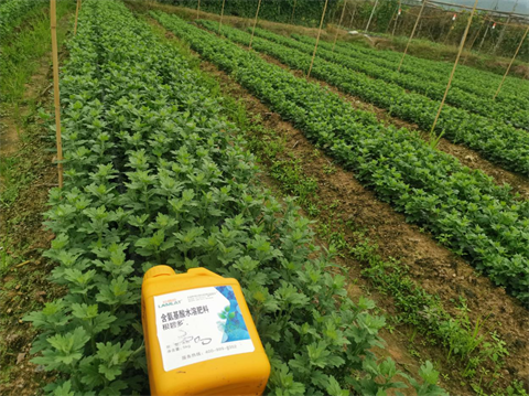 菊花種植,水溶肥廠家，翠姆