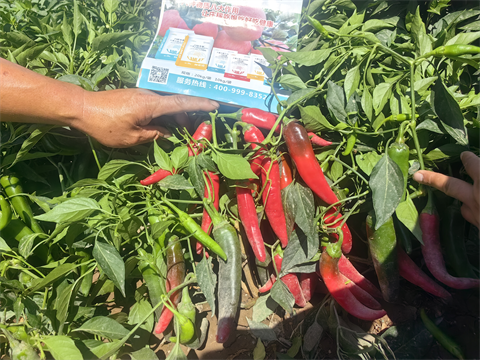 辣椒種植,水溶肥品牌,翠姆水溶肥 辣椒種植,水溶肥品牌,翠姆水溶肥