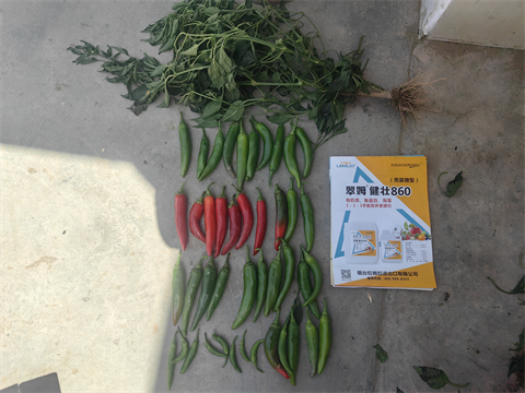 辣椒種植,水溶肥品牌,翠姆水溶肥 辣椒種植,水溶肥品牌,翠姆水溶肥