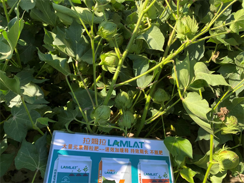 棉花施肥,進(jìn)口水溶肥,翠姆水溶肥 棉花施肥,進(jìn)口水溶肥,翠姆水溶肥