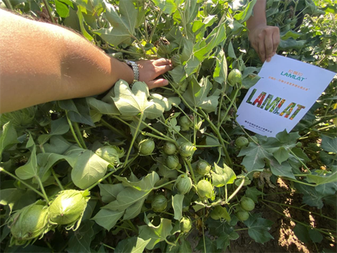 棉花施肥,進(jìn)口水溶肥,翠姆水溶肥 棉花施肥,進(jìn)口水溶肥,翠姆水溶肥