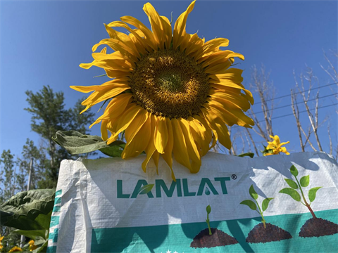葵花種植,水溶肥品牌,拉姆拉水溶肥 葵花種植,水溶肥品牌,拉姆拉水溶肥