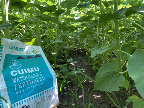 葵花種植,水溶肥品牌,拉姆拉水溶肥 葵花種植,水溶肥品牌,拉姆拉水溶肥