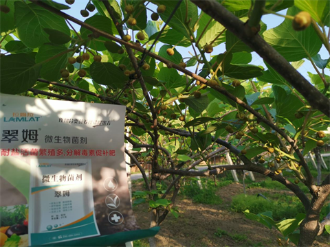 獼猴桃種植,進(jìn)口水溶肥,拉姆拉特種肥 獼猴桃種植,進(jìn)口水溶肥,拉姆拉特種肥