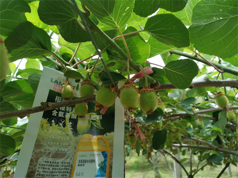 獼猴桃種植,進(jìn)口水溶肥,拉姆拉特種肥 獼猴桃種植,進(jìn)口水溶肥,拉姆拉特種肥
