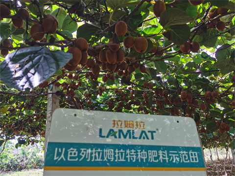 獼猴桃種植,進(jìn)口水溶肥,拉姆拉特種肥 獼猴桃種植,進(jìn)口水溶肥,拉姆拉特種肥