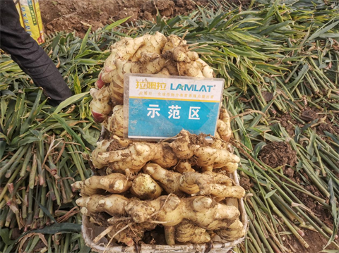 水溶肥品牌,大姜施肥,翠姆水溶肥 水溶肥品牌,大姜施肥,翠姆水溶肥
