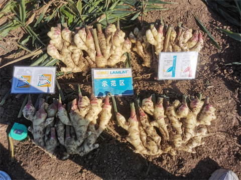 水溶肥品牌,大姜施肥,翠姆水溶肥 水溶肥品牌,大姜施肥,翠姆水溶肥