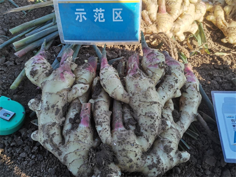 水溶肥品牌,大姜施肥,翠姆水溶肥 水溶肥品牌,大姜施肥,翠姆水溶肥