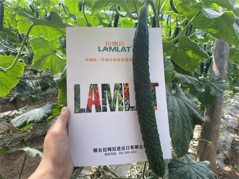 水溶肥品牌,黃瓜種植,拉姆拉水溶肥 水溶肥品牌,黃瓜種植,拉姆拉水溶肥