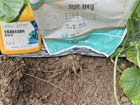 水溶肥品牌,黃瓜種植,拉姆拉水溶肥 水溶肥品牌,黃瓜種植,拉姆拉水溶肥