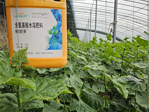 水溶肥品牌,黃瓜種植,拉姆拉水溶肥 水溶肥品牌,黃瓜種植,拉姆拉水溶肥