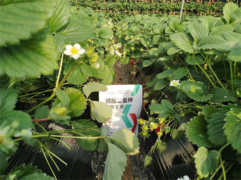 進(jìn)口水溶肥,草莓凍害,翠姆水溶肥 進(jìn)口水溶肥,草莓凍害,翠姆水溶肥