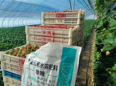 進(jìn)口水溶肥,草莓凍害,翠姆水溶肥 進(jìn)口水溶肥,草莓凍害,翠姆水溶肥