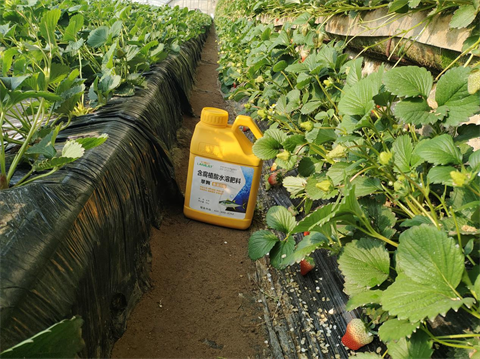 進(jìn)口水溶肥,草莓凍害,翠姆水溶肥 進(jìn)口水溶肥,草莓凍害,翠姆水溶肥