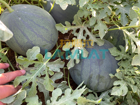 進(jìn)口水溶肥,打瓜種植,拉姆拉水溶肥 進(jìn)口水溶肥,打瓜種植,拉姆拉水溶肥