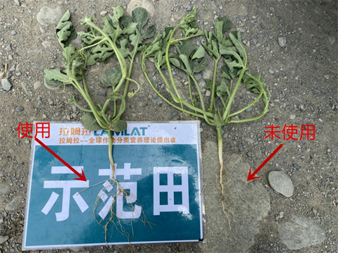 進(jìn)口水溶肥,打瓜種植,拉姆拉水溶肥 進(jìn)口水溶肥,打瓜種植,拉姆拉水溶肥