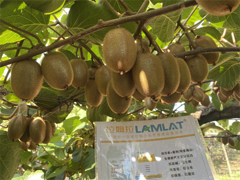 水溶肥廠家,獼猴桃種植,伯示麥水溶肥 水溶肥廠家,獼猴桃種植,伯示麥水溶肥