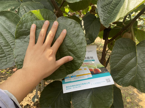 水溶肥廠家,獼猴桃種植,伯示麥水溶肥 水溶肥廠家,獼猴桃種植,伯示麥水溶肥