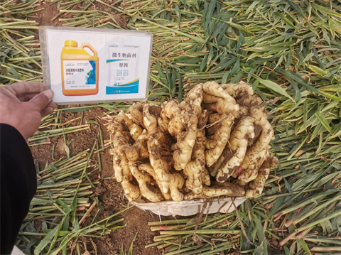 進(jìn)口水溶肥,大姜種植,翠姆水溶肥 進(jìn)口水溶肥,大姜種植,翠姆水溶肥