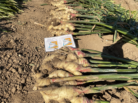 進(jìn)口水溶肥,大姜種植,翠姆水溶肥 進(jìn)口水溶肥,大姜種植,翠姆水溶肥