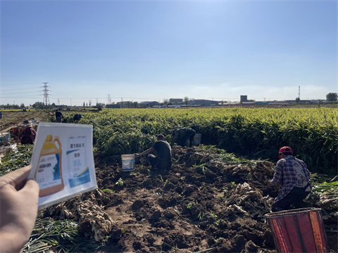 進(jìn)口水溶肥,大姜種植,翠姆水溶肥 進(jìn)口水溶肥,大姜種植,翠姆水溶肥
