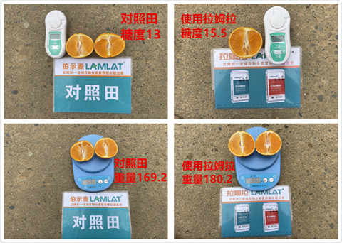 水溶肥廠家,柑橘種植,拉姆拉特種肥 水溶肥廠家,柑橘種植,拉姆拉特種肥